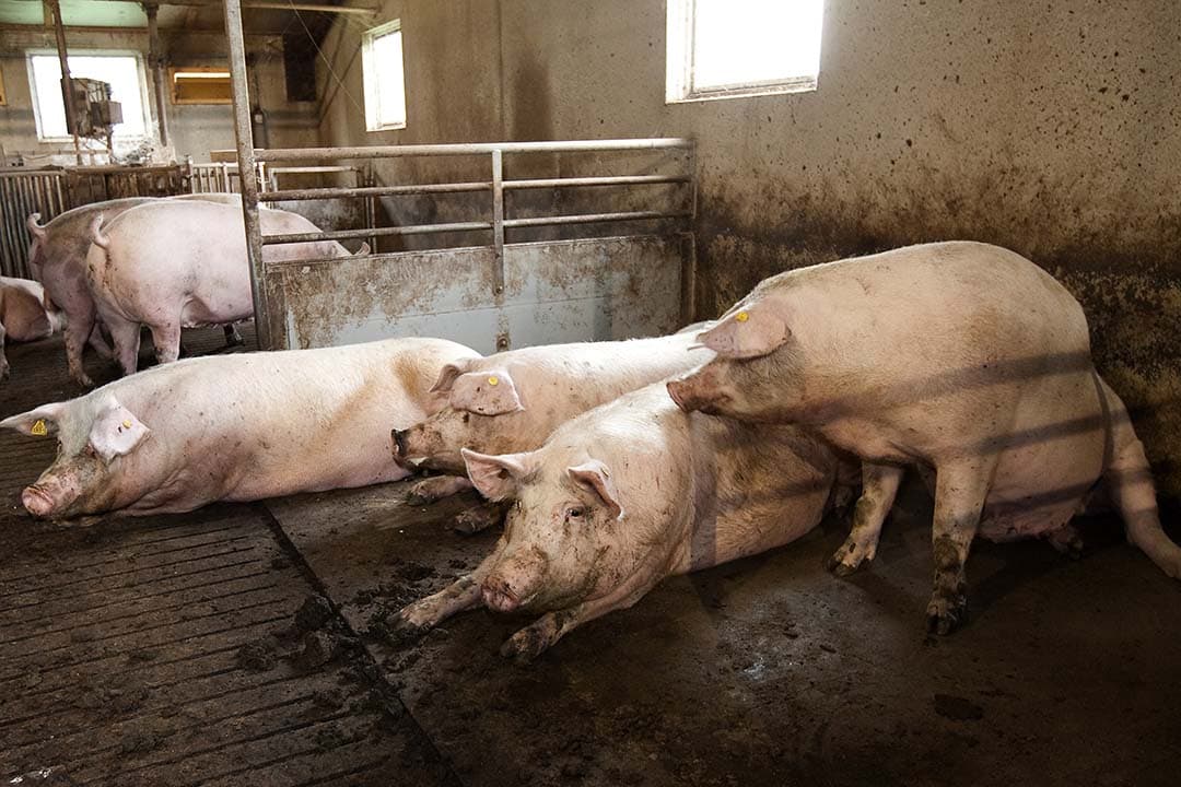 ​Ik kan mij nog goed herinneren dat ik op jonge leeftijd heel slecht tegen mijn verlies kon. Het hebben van een winnaarsmentaliteit is volgens mij onderdeel van menig varkenshouder. - Foto: Ronald Hissink
