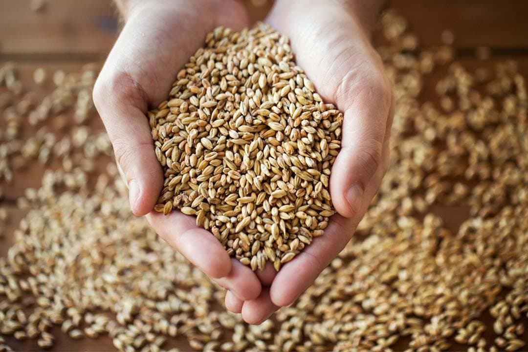 Voedselgrondstofprijzen dalen nu al zeven maanden op rij, met name door de voortdurende prijsdaling van graansoorten. - Foto: Canva/Syda Productions