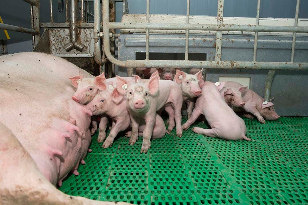 Vrijloopkraamhokken met verwarmde nanny in varkenshouderij. - Foto: Twan Wiermans