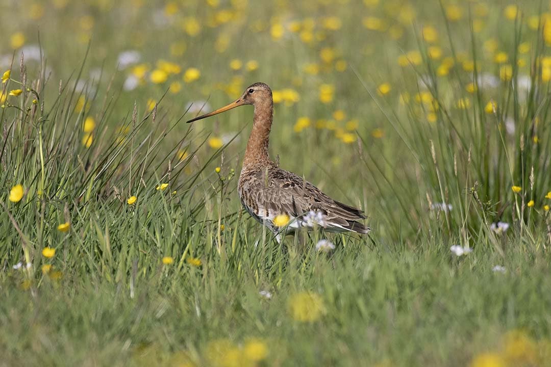 De weidevogels komen alweer binnen, maar er ligt nog een twistpunt rond het keurmerk On the Way to PlanetProof. - Foto: Mark Pasveer
