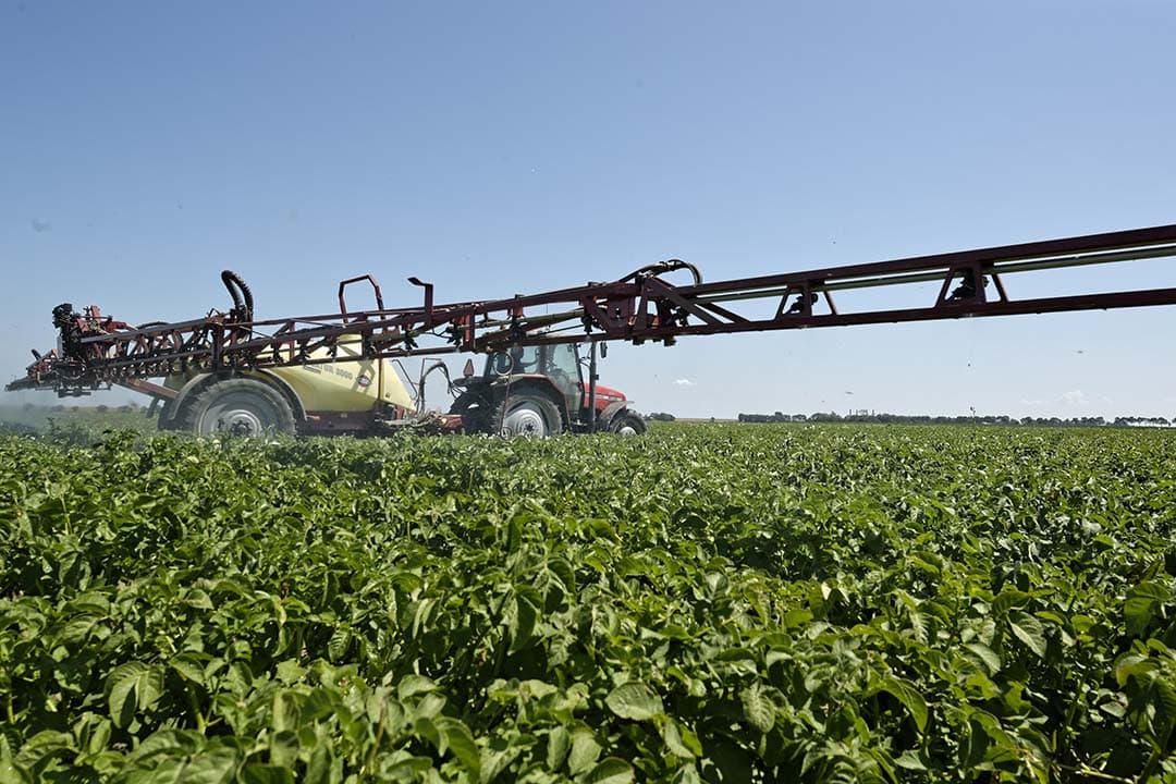Phytophthora in aardappelen