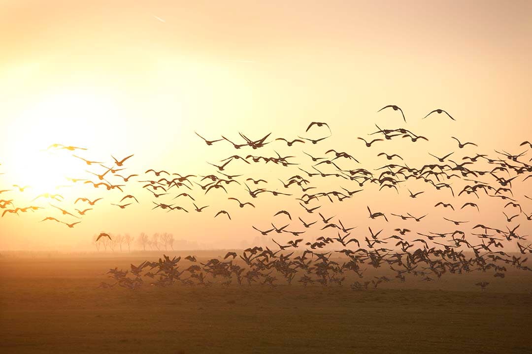 Ganzen in Friesland. Boeren moeten zich aanmelden voor de automatische schadetaxatie in ganzengebieden. Deadline is 15 maart. - Foto: Mark Pasveer