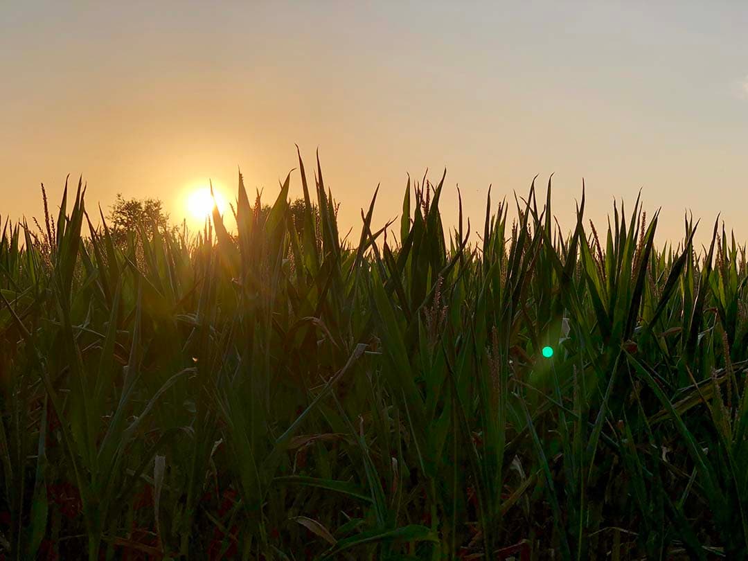 Voor alle boeren, akkerbouwers, veehouders, groente- en bollentelers geldt: pas op met die lentekriebels, geduld is een schone zaak. - Foto: Misset