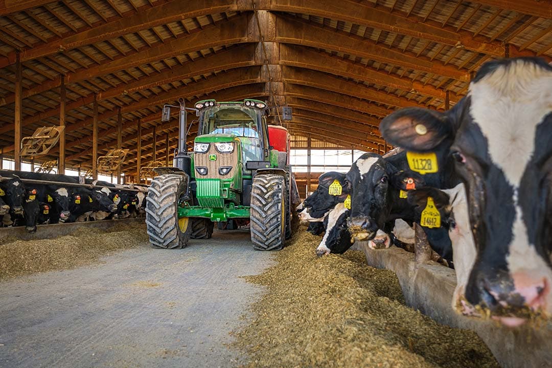 Koeien in een ligboxenstal in Michigan: te midden van dalende zuivelexport, springt de groei in wei-export naar Nederland (+181% naar 262 ton) eruit als hoogtepunt. - Foto: Charles Keijser