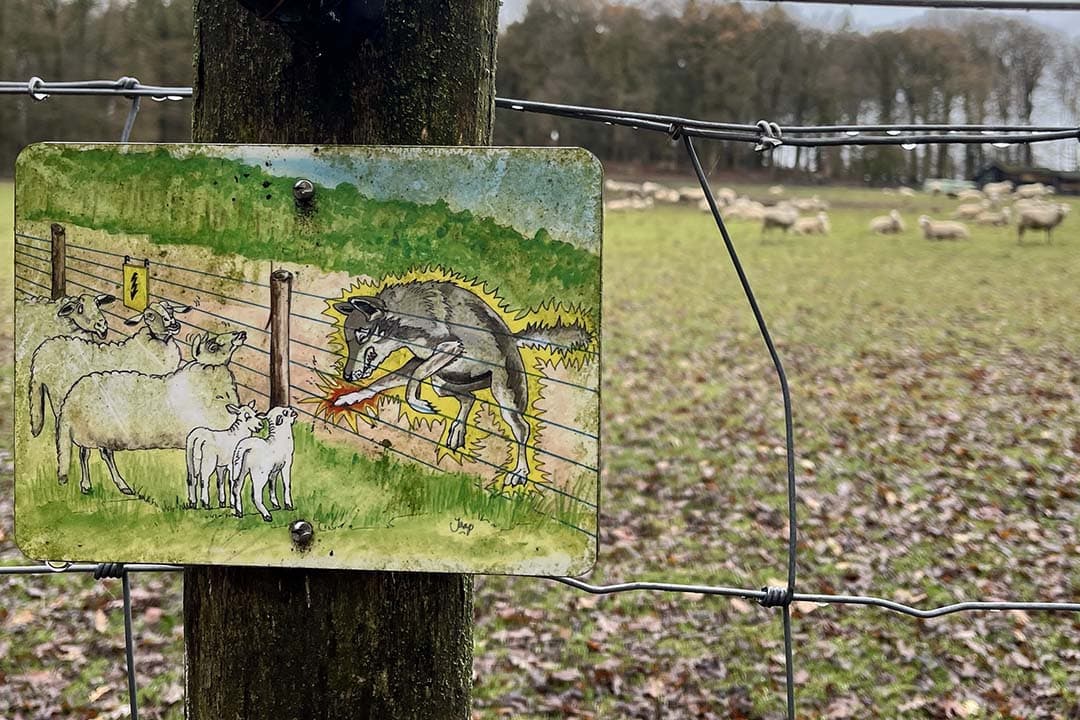 De provinciale uitvoeringsinstantie BIJ12 heeft bijna alle schade aan vee veroorzaakt door wolven in 2023 uitbetaald. Dat laat de organisatie weten. - Foto: Boerderij