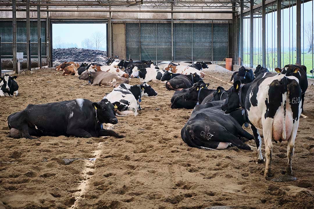 dierwaardige veehouderij