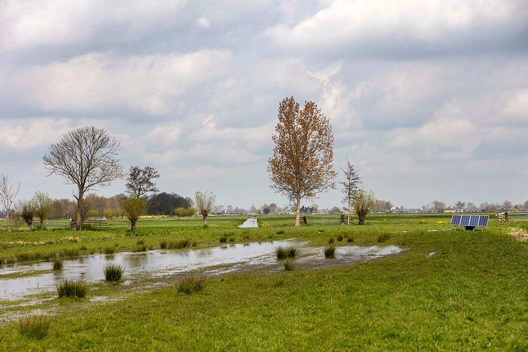 Plasdras op melkveebedrijf voor weidevogels. - Foto: Roel Dijkstra