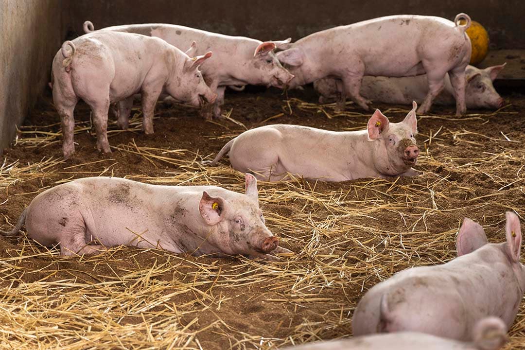 Varkens genieten van meer ruimte in een vooruitstrevende boerderij, waar dierenwelzijn centraal staat in de bedrijfsvoering. - Foto: Koos Groenewold
