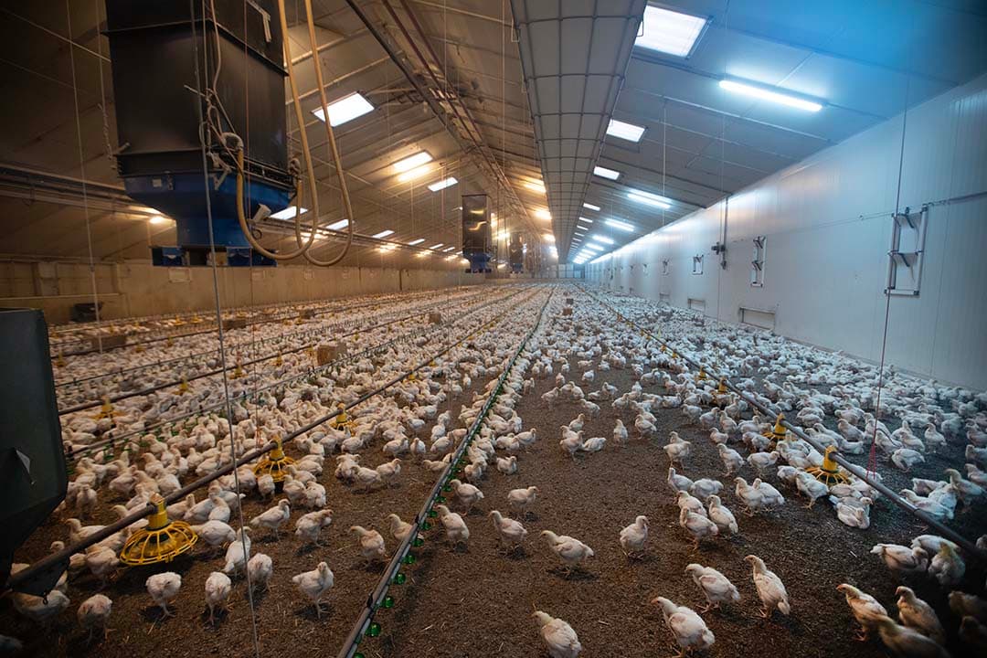 Het populairste gerecht van Kentucky Fried Chicken (KFC), de Zinger Hot Wings, wordt uitsluitend nog bereid van kip van het Beter Leven-keurmerk (BLk) met één ster. - Foto: Hans Banus