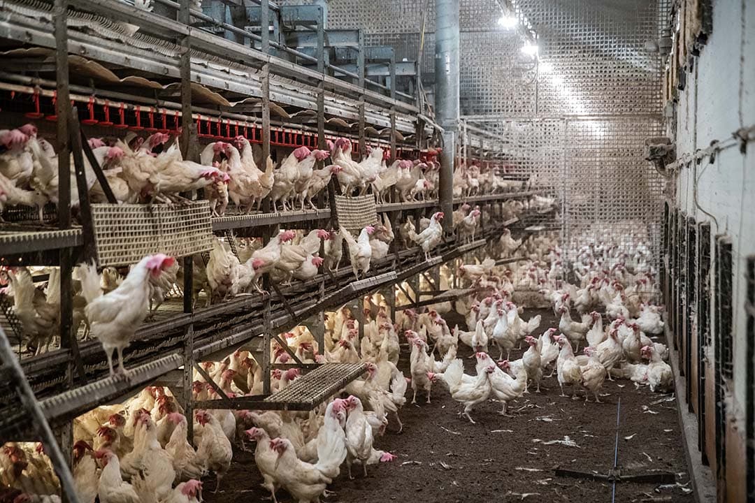 Veehouderijen met significante aantallen varkens, leghennen of vleeskuikens moeten nu voldoen aan Europese emissienormen. - Foto: Ronald Hissink