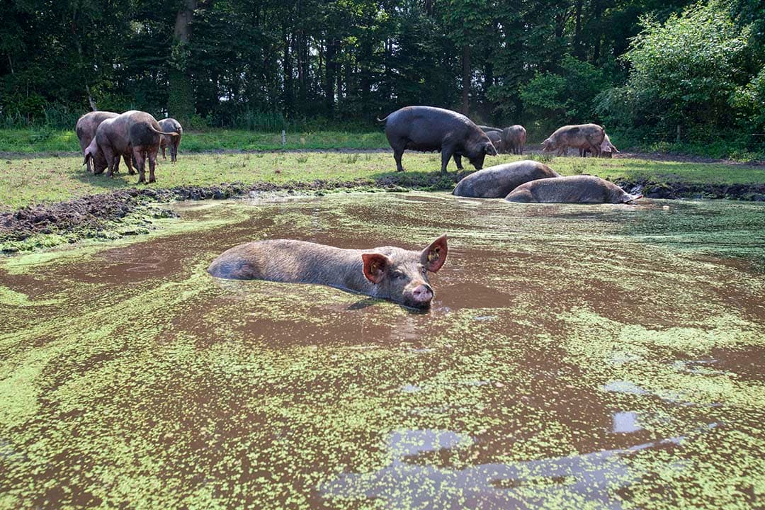 dierenwelzijn in de veehouderij