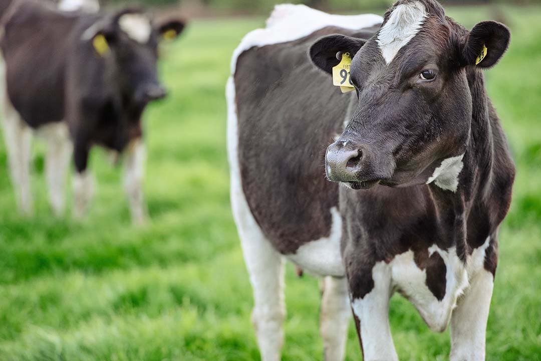 CO2-voetafdruk zuivelproducten