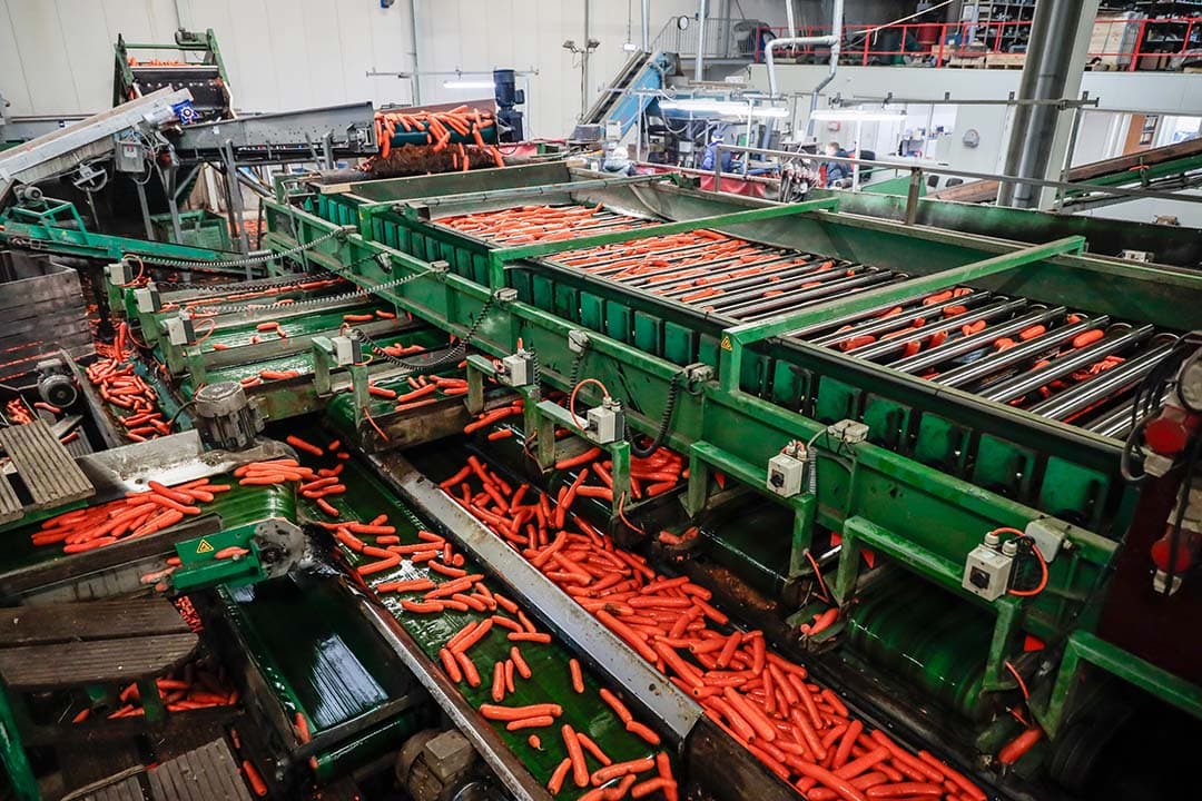 Verwerking van peen voor de export. Spanje, als sterkste groeier met een toename van 12%, importeert meer Nederlandse groente en fruit. - Marcel Rob Fotografie