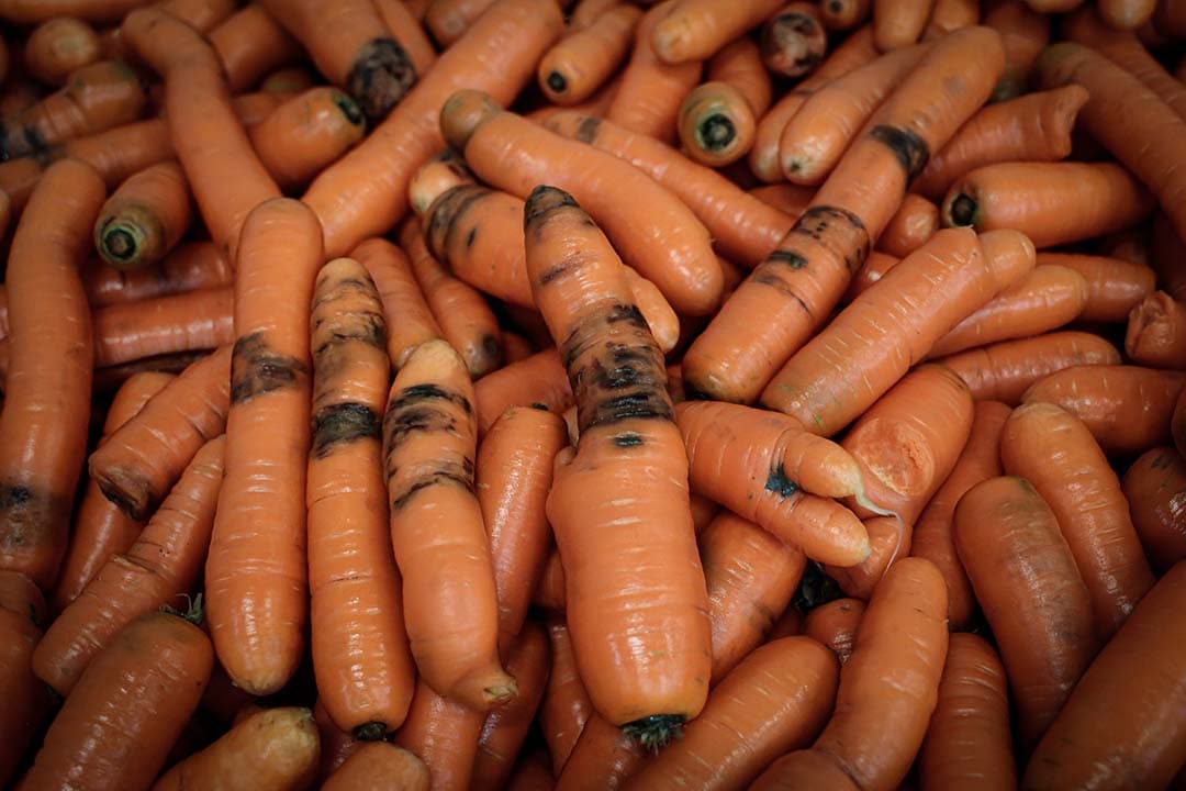 Het moeilijke groeiseizoen, maar vooral de oogst was een aanslag op de houdbaarheid van bewaarpeen. Sommige partijen zitten nog in de grond. Andere gerooide partijen hadden er misschien beter kunnen blijven.