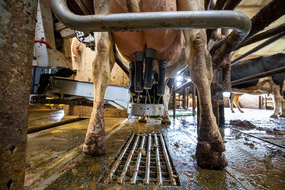 Vreugdenhil verhoogt de melkprijs in maart naar €45,88 per honderd kilo, in lijn met de stijgingen van andere toonaangevende zuivelverwerkers. - Foto: Anne van der Woude