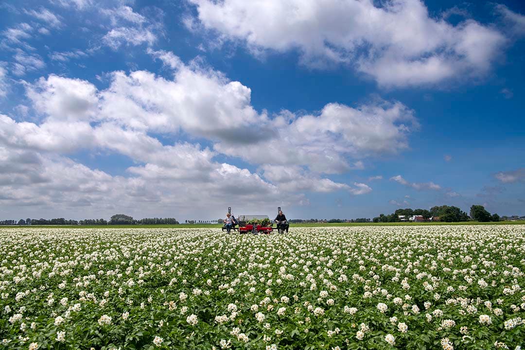 Virusbesmettingen in pootaardappelen voorkomen
