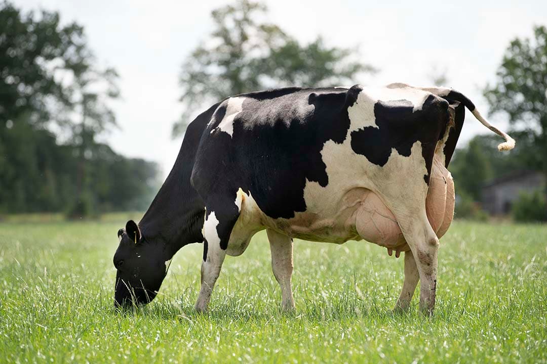 De export van zuivel en eieren was goed voor € 6 miljard aan exportverdiensten. - Foto: Mark Pasveer