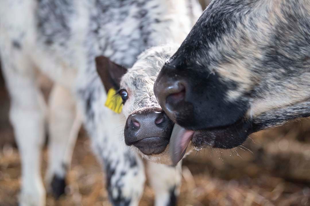 In aanloop naar de stemmingen heeft de Partij voor de Dieren haar voorstel aangescherpt door specifieker te maken dat kalfjes bij de moeder blijven tot ze ruwvoer kunnen eten, - Foto: Mark Pasveer
