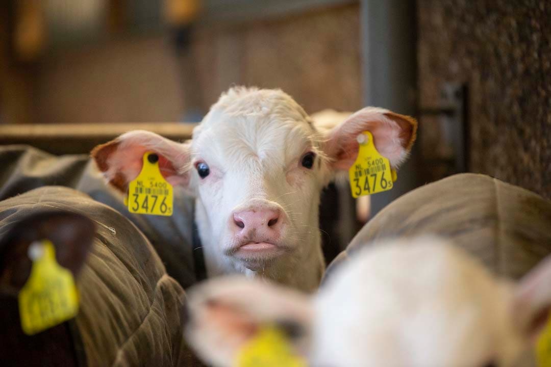 Melkveehouders en kalverhouders kunnen van elkaar leren wat betreft kalveropfok. Meer samenwerking is voor de toekomst nodig. - Foto: Mark Pasveer