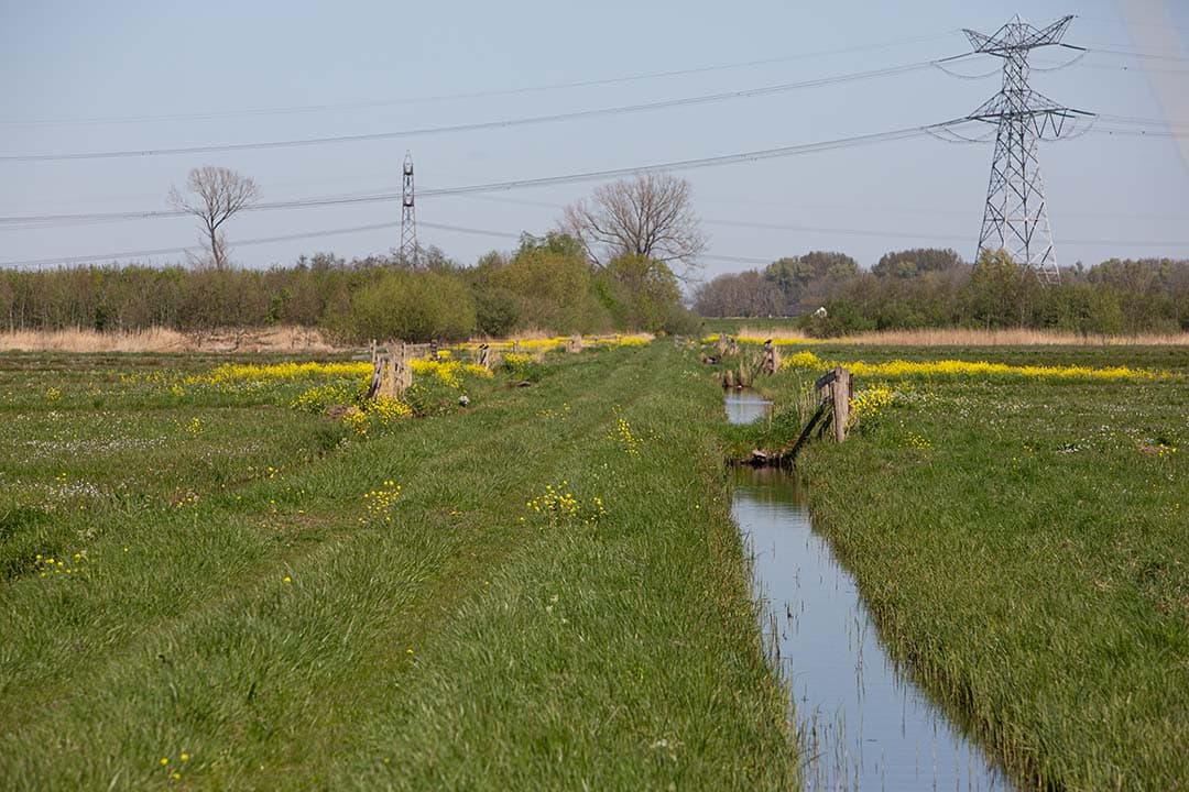 Europese Natuurherstelwet