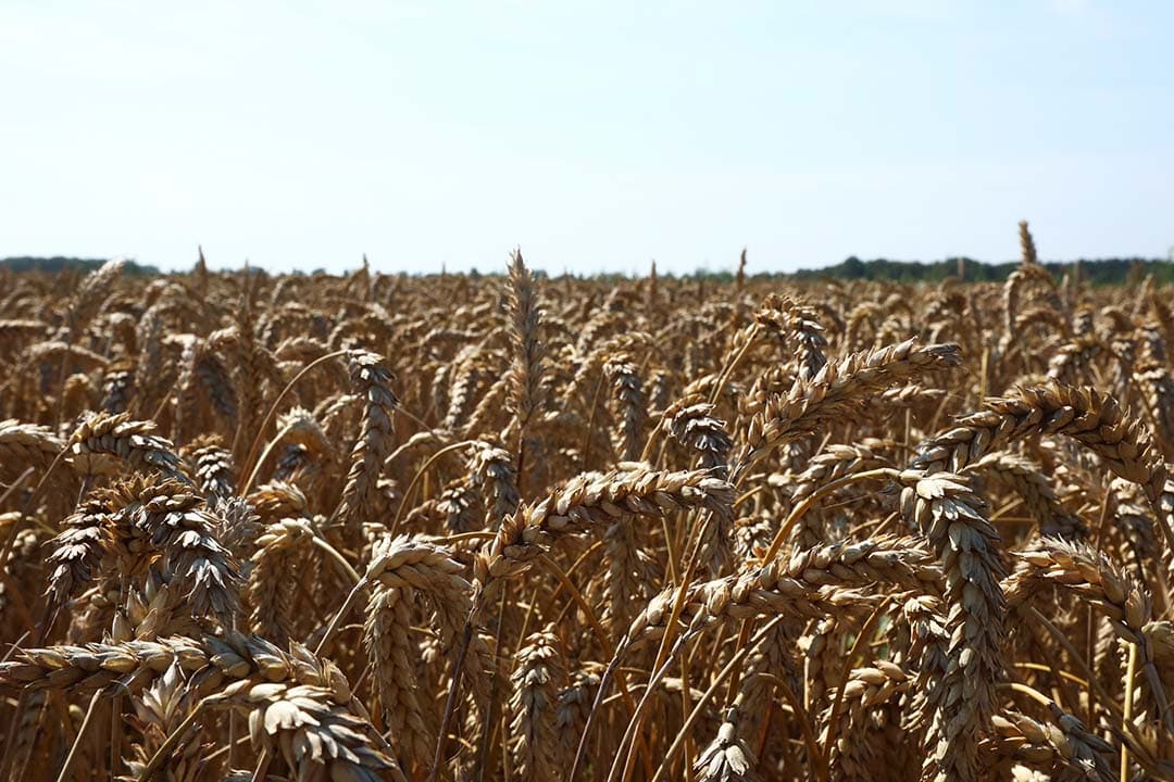 In Europese landbouwkringen wordt met extra belangstelling uitgekeken naar Europese besluiten over toelating van Oekraïne, omdat dat land dan in één klap de grootste landbouwproducent van de Europese Unie (EU) zou zijn - Foto: Henk Riswick