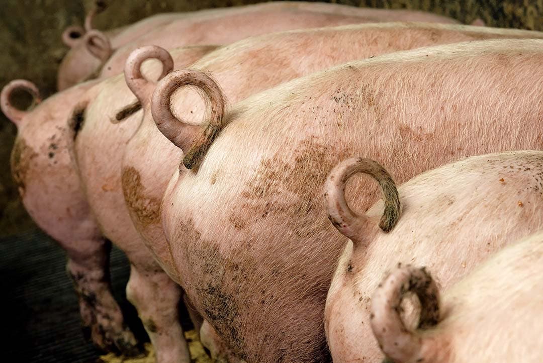 CoViVa heeft maart uitgeroepen tot ‘Maand van de Staart’. De coalitie van ketenpartners vraagt de komende weken met enkele acties aandacht voor lange staarten. - Foto: Hans Prinsen