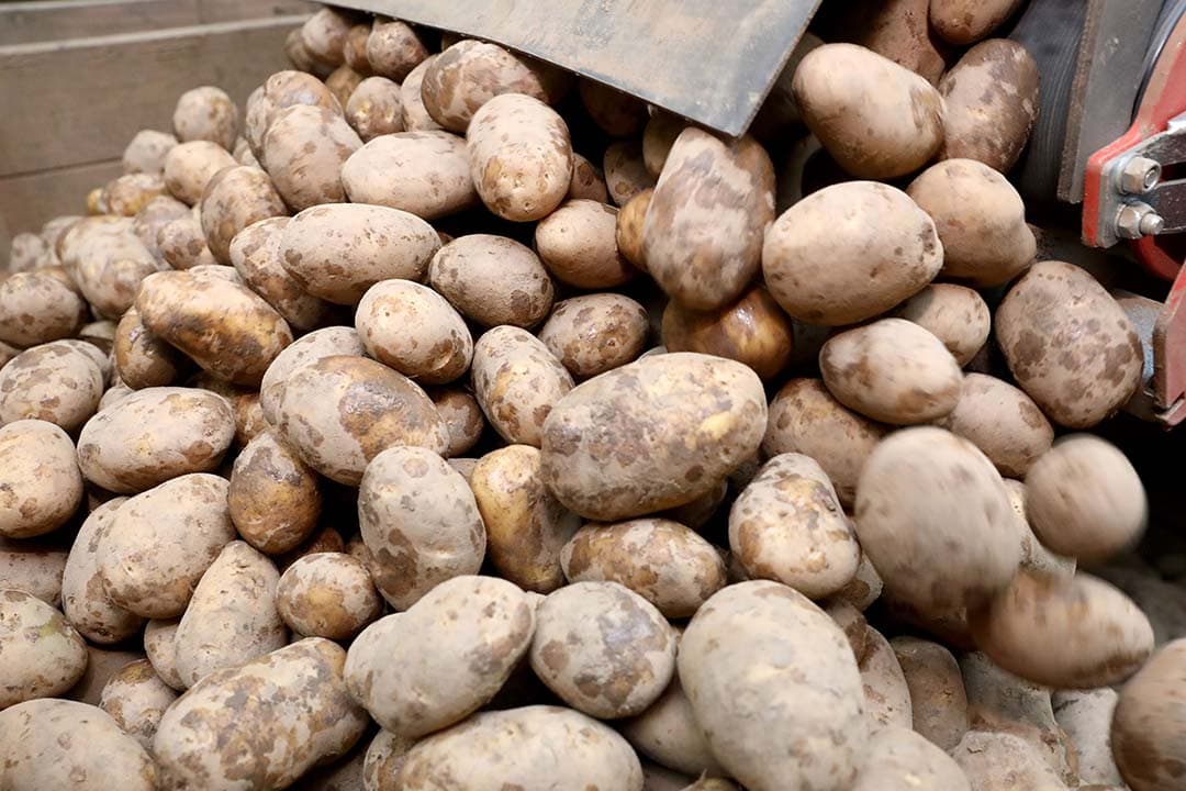 De aardappeltermijnmarkt kent een moeizaam seizoen. Dat heeft hoofdzakelijk te maken met de naweeën van de besluiten die Saxo Bank nam als financieel dienstverlener die zorg droeg voor de financiële afwikkeling van de verhandelde contracten.  - Foto: Henk Riswick