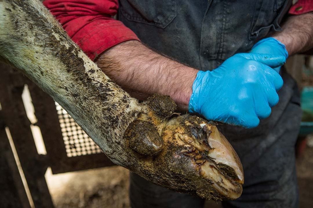 Door infectieuze klauwaandoeningen zoals mortellaro uitgebreid te registreren ontstaat inzicht in eventueel chronische gevallen. - Foto: Peter Roek