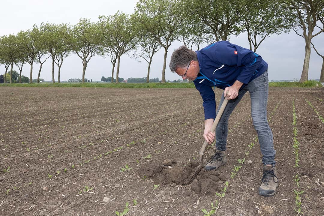 Akkerbouwer Arjan Schrauwen neemt deel aan een project om koolstof vast te leggen in de bodem. Op de foto steekt hij een stuk grond op tussen de cichorei om te kijken hoe het staat met het bodemleven. - Foto: Peter Roek