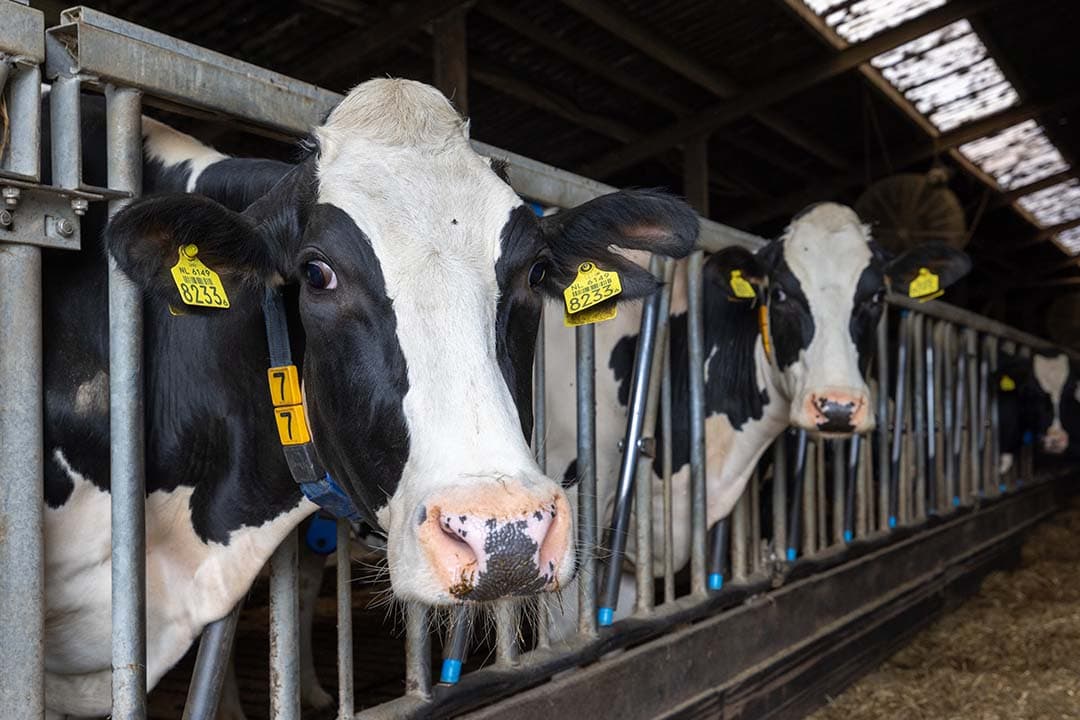 De aantallen overtredingen zijn vaak op de vingers van een of twee handen te tellen. Zo werden in 2022 bij het Europabrede controleprogramma zes monsters gevonden met te veel beta-agonisten, de groeibevorderaars clenbuterol, salbutamol of ractopamine. Alle vondsten werden gedaan bij runderen. - Foto: Peter Roek