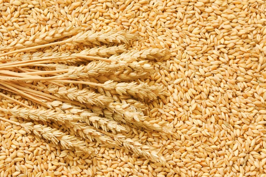 De EU's tarweconsumptieprognose stijgt met 1 miljoen ton naar 11,5 miljoen, voornamelijk door verhoogd verwacht gebruik in de veevoersector. - Foto: Canva/Getty Images