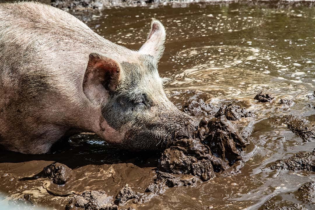 dierwaardige veehouderij