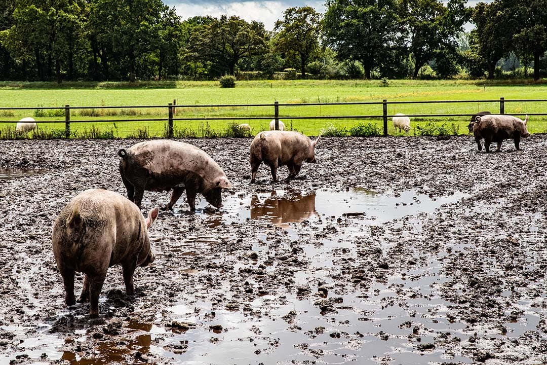 Wet dieren wijziging