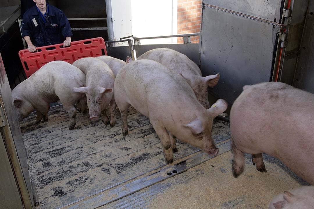 Het College van Beroep voor het bedrijfsleven verwierp de bezwaren van varkenshouderijen tegen de heffing, bevestigend dat de minister bedrijven terecht als afzonderlijke eenheden behandelde volgens de I&R-regeling. - Foto: Henk Riswick