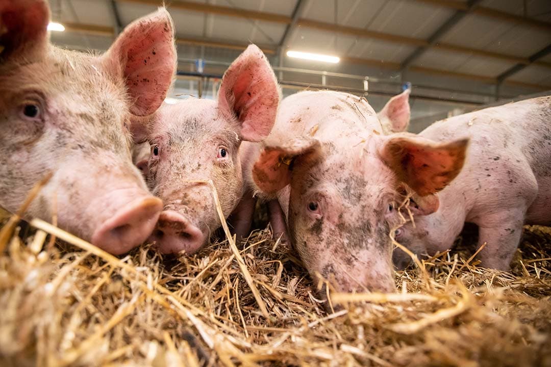 De varkensstapel kromp het laatste jaar iets. Begin december waren er bijna 10,5 miljoen varkens, ongeveer 235.000 minder (2,2%) dan een jaar eerder. - Foto: Ronald Hissink