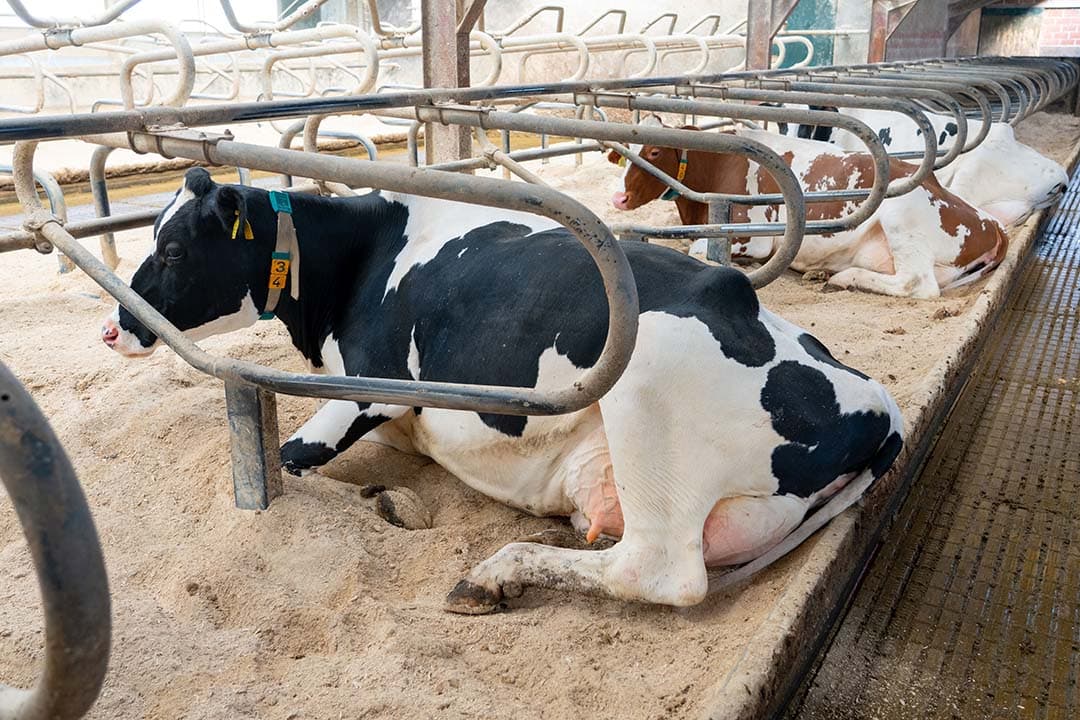verminderde klauwgezondheid