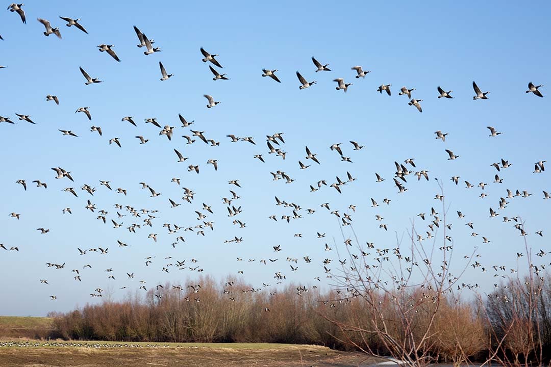 Foto: Herbert Wiggerman
