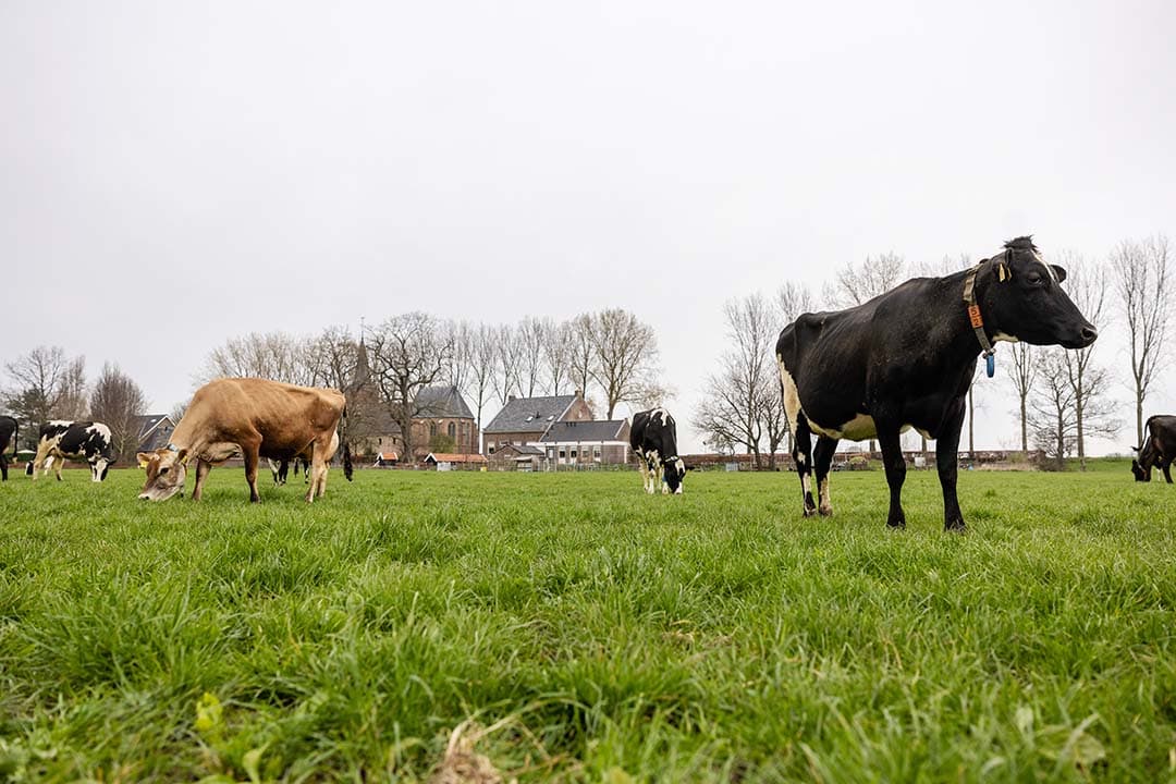 Alleen al voor blijvend grasland is bij zo’n 5.000 hectare sprake van handel in koolstofcertificaten. – Foto: Herbert Wiggerman