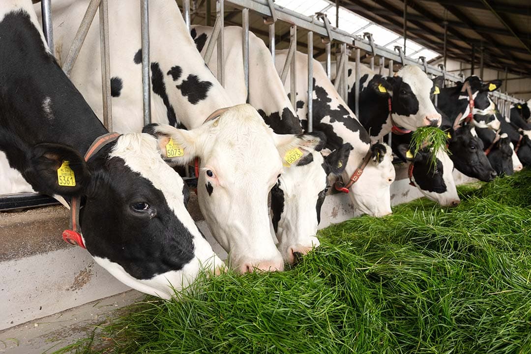 Vers gras voeren of stripgrazen zijn opties om de stikstofefficiëntie van gras en melkvee te verbeteren. Dat is zeker interessant om herfstgras optimaal te benutten. - Foto: Herbert Wiggerman