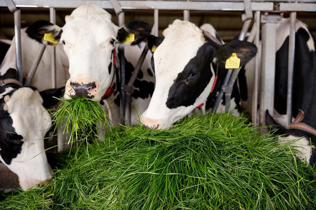 De eiwitbenutting bij het hele seizoen zomerstalvoeren is hoger dan met weiden en inkuilen.