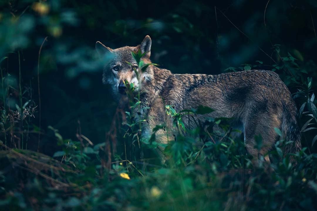 Archiefbeeld van een wolf in het wild. De recente aanval in Flevoland wordt nog onderzocht. - Foto: Canva/Ysbrand Cosijn Fotografie