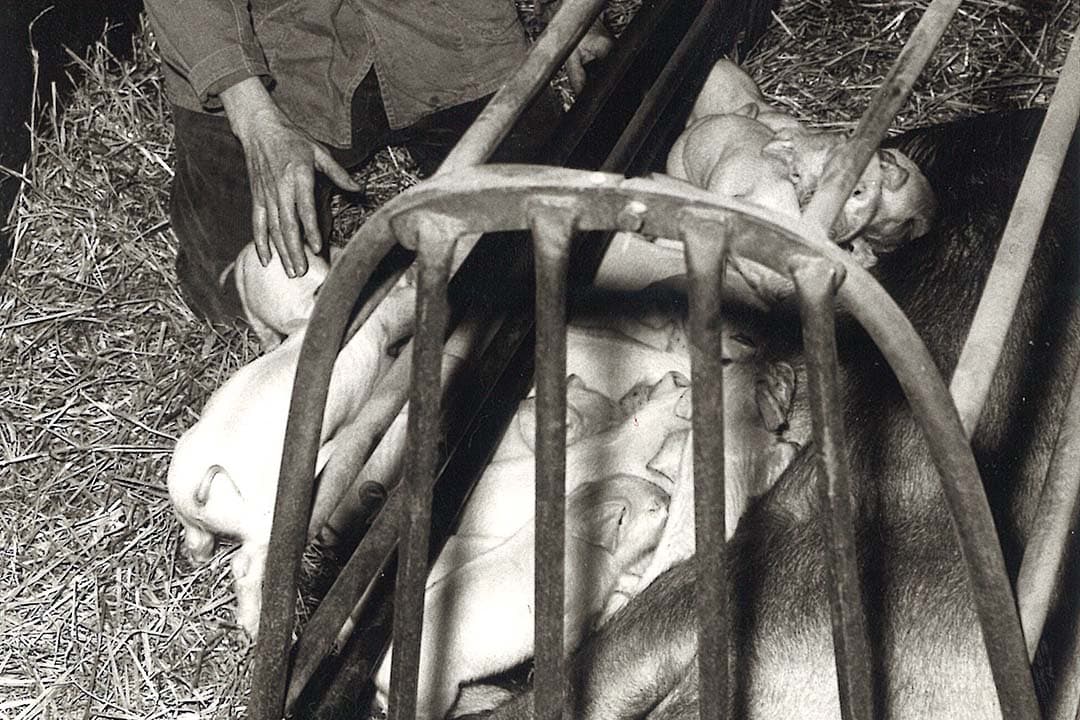 Deze foto is gemaakt in 1965. Er is een zeug te zien die in een werpkooi ligt. Zo kan ze geen biggen verpletteren tegen de hokwanden. Maar biggen doodliggen door zomaar patsboem neer te ploffen, dat gebeurde nog wel. Daarom werden werpende zeugen goed in de gaten gehouden. - Foto: Misset