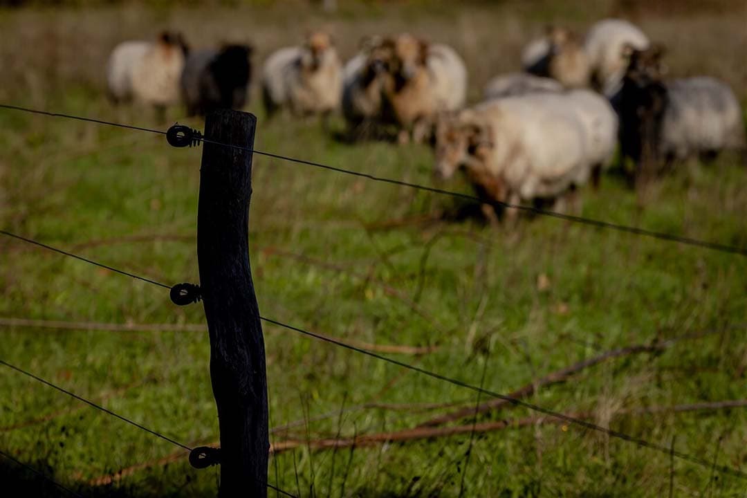 Wolfwerende afrastering bij een schapenhouder in Drenthe. - Foto: ANP