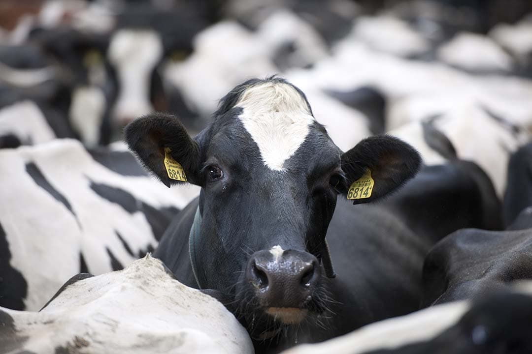 De melkaanvoer in Duitsland daalt in december 0,3% en komt uit op 2,57 miljoen ton melk. Dat blijkt uit cijfers van het Duitse Bundesanstalt für Landwirtschaft und Ernährung (BLE). - Foto: Mark Pasveer