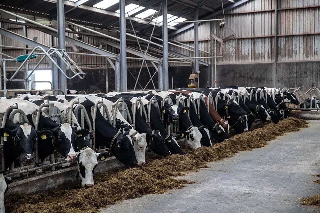 Minder melk, minder zuivelfabrieken. Dalende vraag, minder produceren. Dat zijn feiten waar de zuivel mee te maken krijgt. - Foto: Ronald Hissink