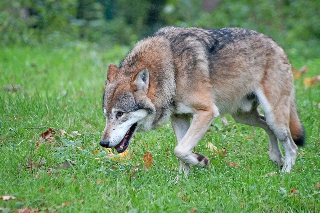 Landen aangesloten bij de conventie van Bern praten eind van het jaar over het versoepelen van maatregelen ter bescherming van de wolf.