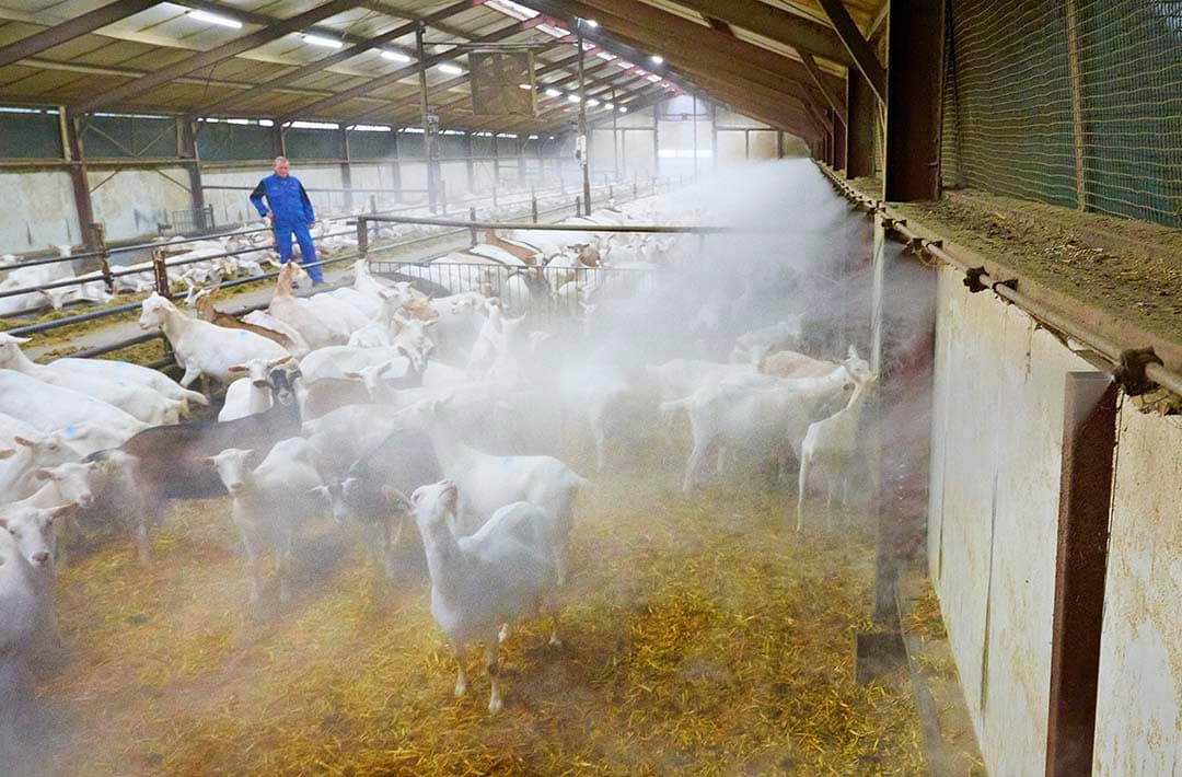 De 500 geiten van Ad Bink in Raamsdonk in de mist, afkomstig van een vernevelingsinstallatie boven de potstal. Het moet zorgen voor minder ammoniak, geur en fijnstof. - Foto: Van Assendelft Fotografie