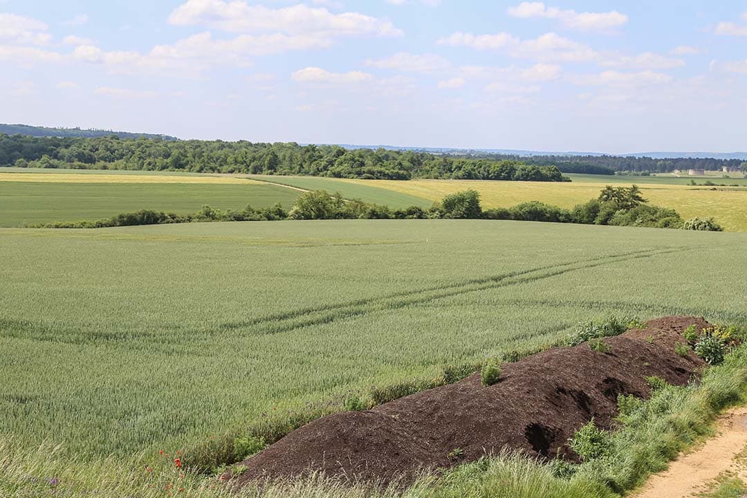 Het areaal zachte tarwe komt in Frankrijk uit op ruim 4,36 miljoen hectare, een afname van 366.000 hectare vergeleken met een jaar eerder. Dat is het kleinste areaal in dertig jaar tijd en ook geringer dan in vorige ‘rampjaren’ zoals 2003 met langdurige vorst. - Foto: Matthijs Verhagen