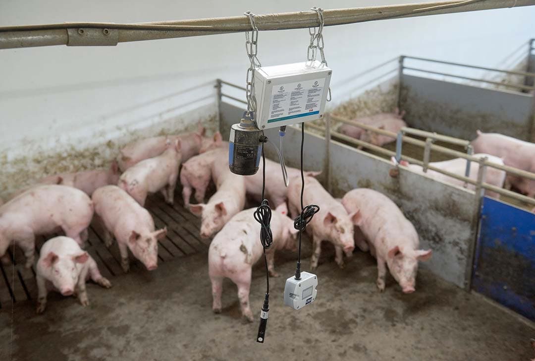 Controleren van het stalklimaat met sensoren. - Foto's: Van Assendelft