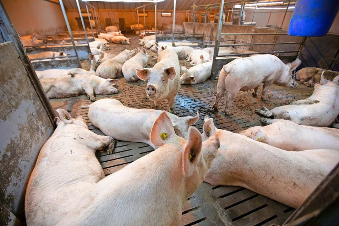 De Dierenbescherming wil alleen nog zeugen zonder voerligboxen en in wat grotere groepen. Dat is niet op alle bedrijven gemakkelijk te realiseren, of alleen tegen hoge kosten, waardoor een deel zal afhaken. - Foto: Hans Banus
